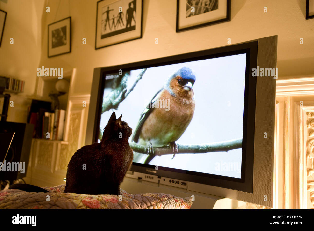 Black Cat Uhren einen Buchfinken (Fringilla Coelebs) Vogel auf einem Ast zeigt auf einem großen Plasma-Bildschirm Panasonic Fernseher Stockfoto