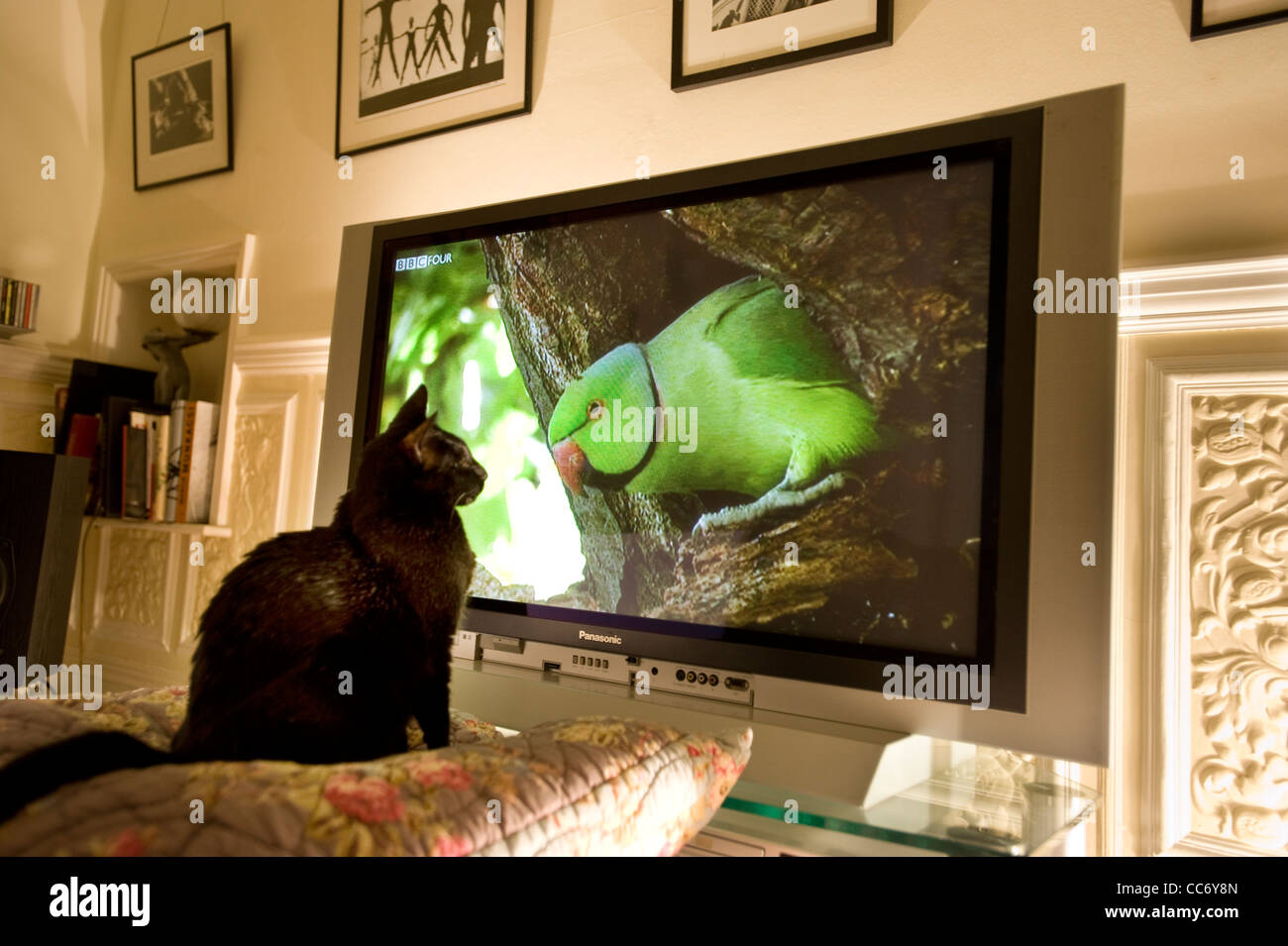 Black Cat Uhren eine Rose-Ringed / Ring Hals Sittich (Psittacula Krameri) in einem Baum zeigt auf einem großen Plasma-Bildschirm Panasonic Fernseher Stockfoto