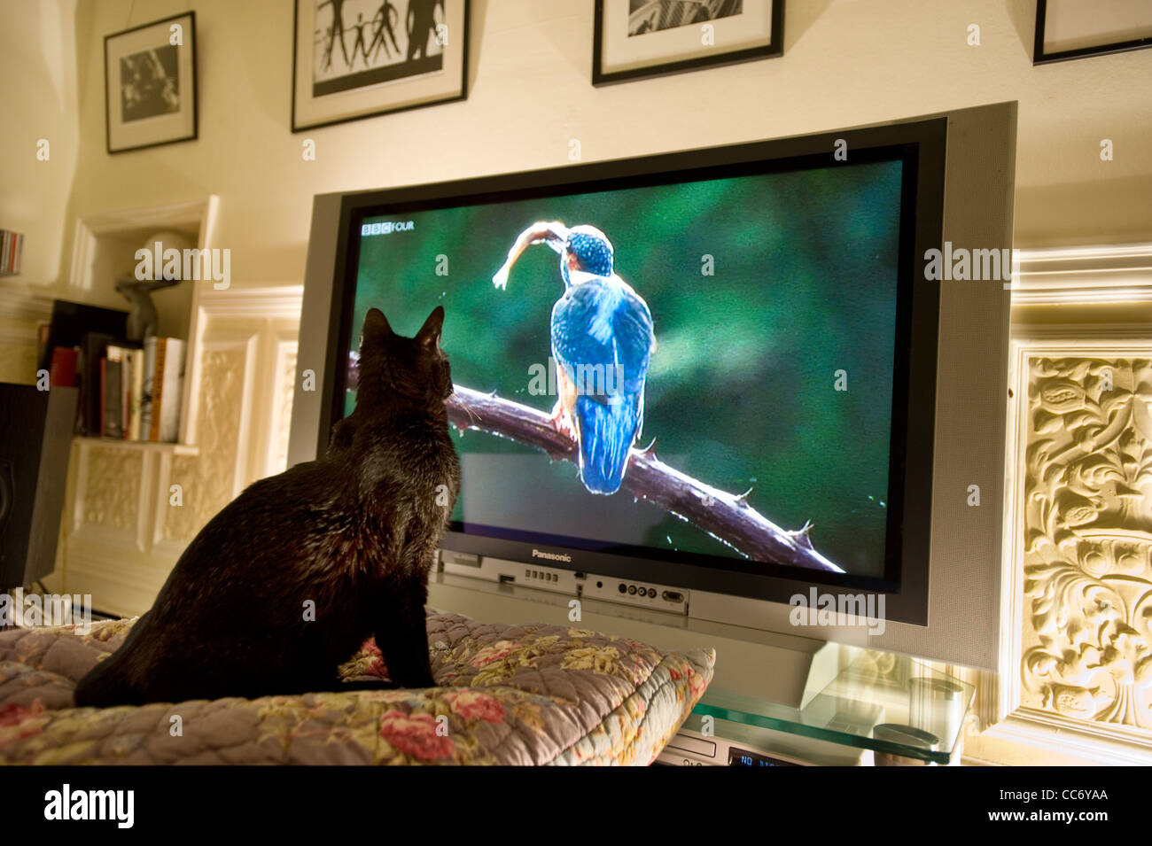 Schwarze Katze, die gerade eines Eisvogel auf einer Fernsehsendung Natur. Stockfoto