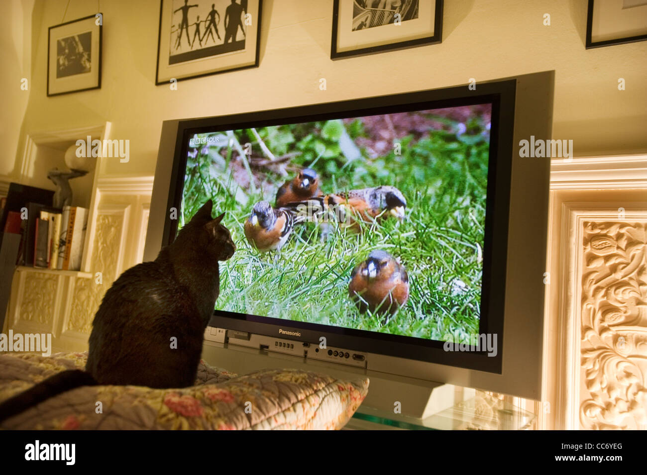 Black Cat Uhren eine Herde der Fütterung Bramling (Fringilla Montifringula) Vögel auf einem großen Plasma-Bildschirm Panasonic Fernseher zeigen Stockfoto