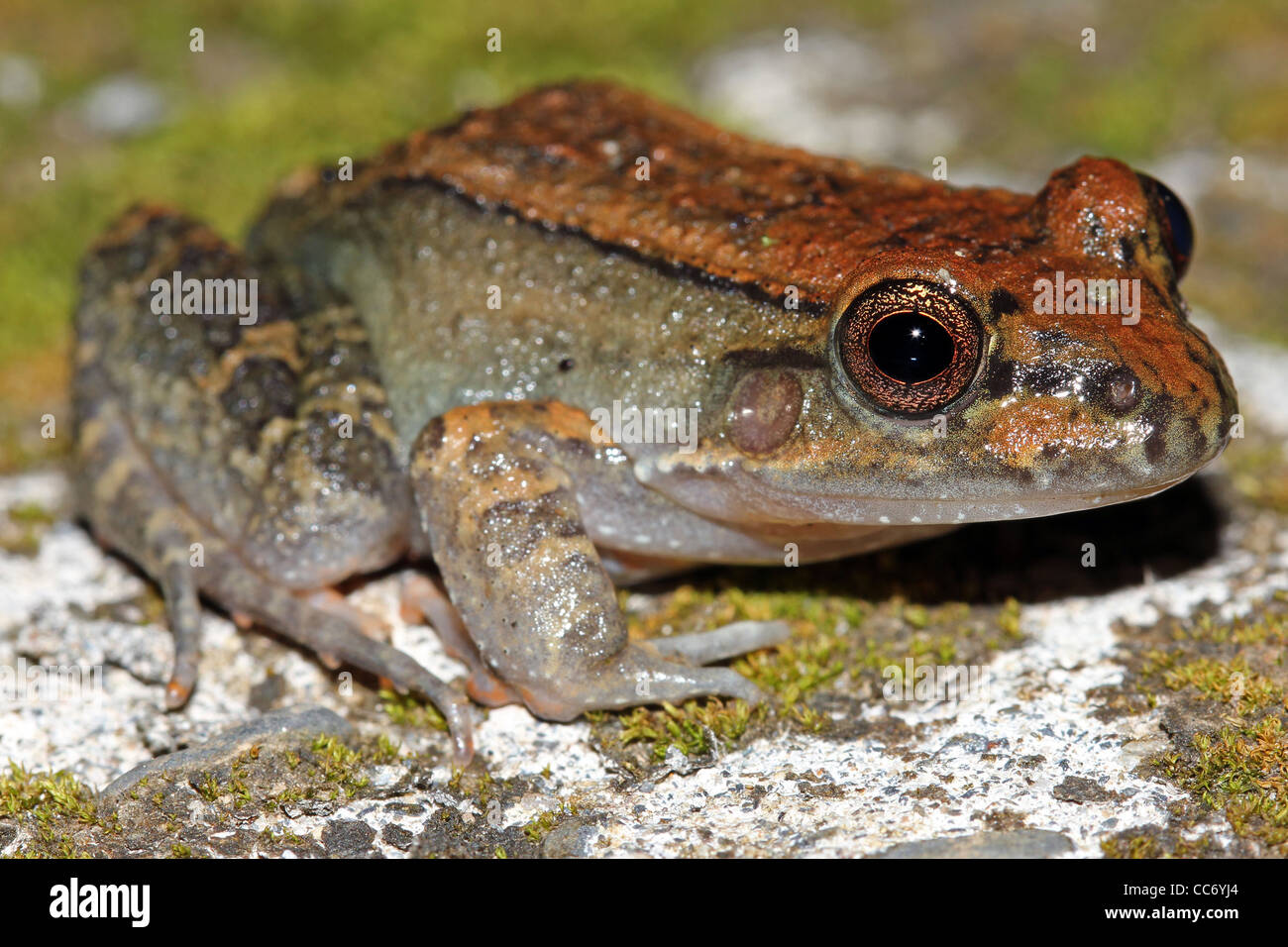 Eine Rose unterstützt Thin-toed Frosch (Leptodactylus Rhodonotus) sitzen im Rasen im peruanischen Amazonasgebiet Stockfoto