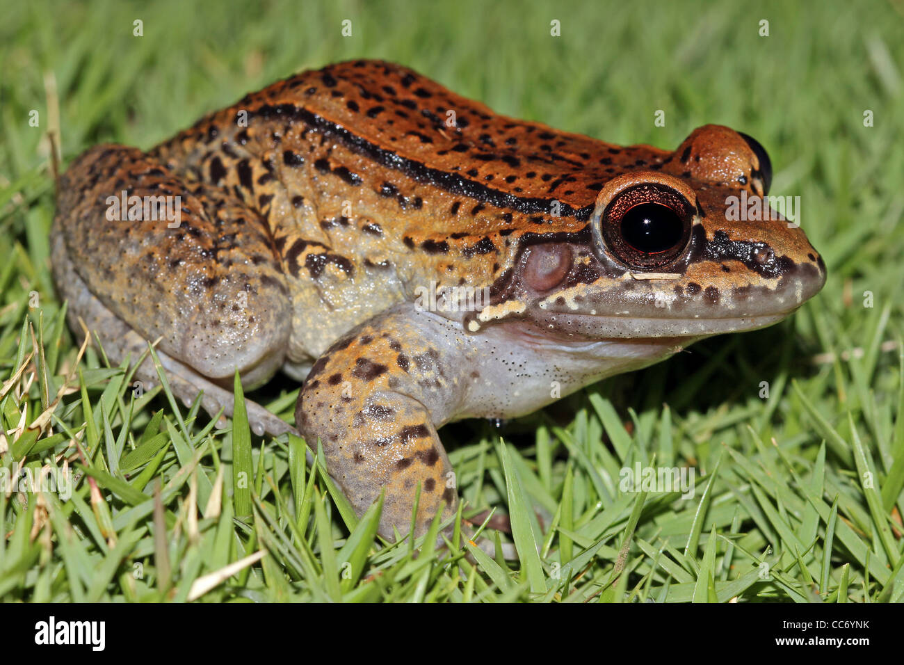 Eine Rose unterstützt Thin-toed Frosch (Leptodactylus Rhodonotus) sitzen im Rasen im peruanischen Amazonasgebiet Stockfoto