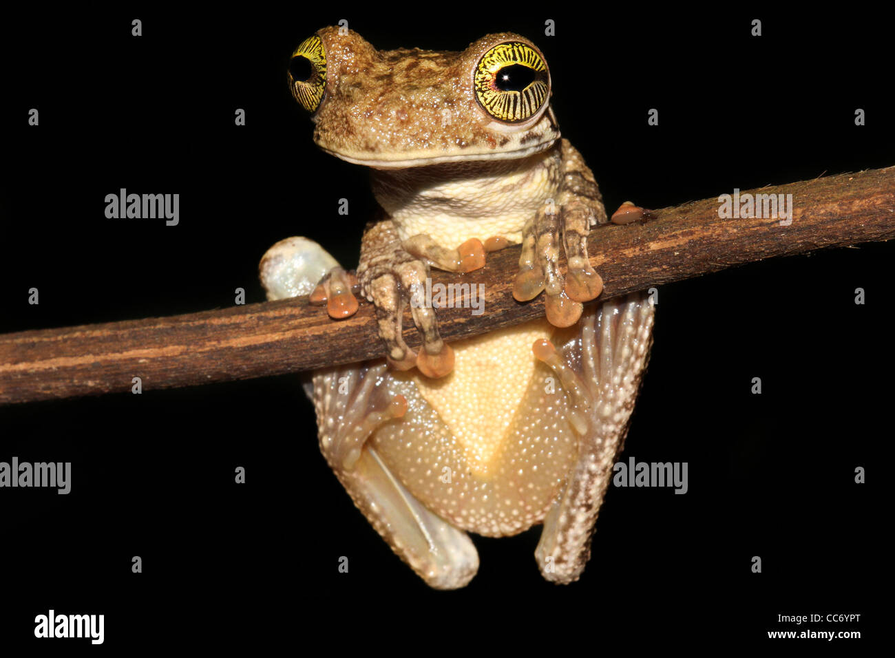 Eine riesige breite Spitze Treefrog (Osteocephalus Taurinus) in den peruanischen Amazonas isoliert auf schwarz mit Lspace für text Stockfoto