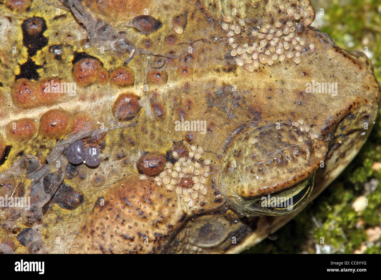 Eine Kröte ist stark parasitiert durch Zecken und Milben im peruanischen Amazonasgebiet Stockfoto