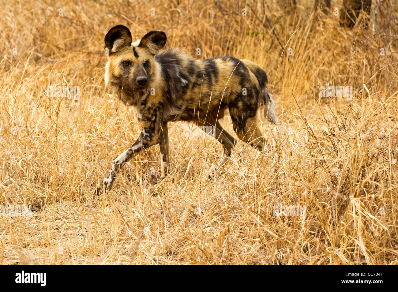 Ein Afrikanischer Wildhund Stockfoto