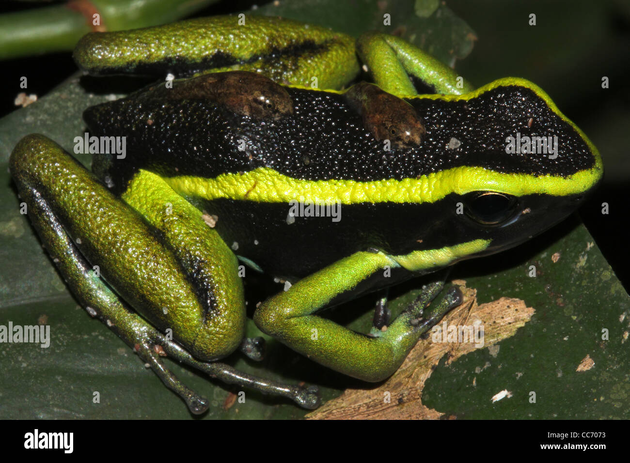 Eine herrliche drei gestreiften vergiften Pfeil Frosch (Ameerega Trivittata) trägt Kaulquappen auf dem Rücken im peruanischen Amazonasgebiet Stockfoto