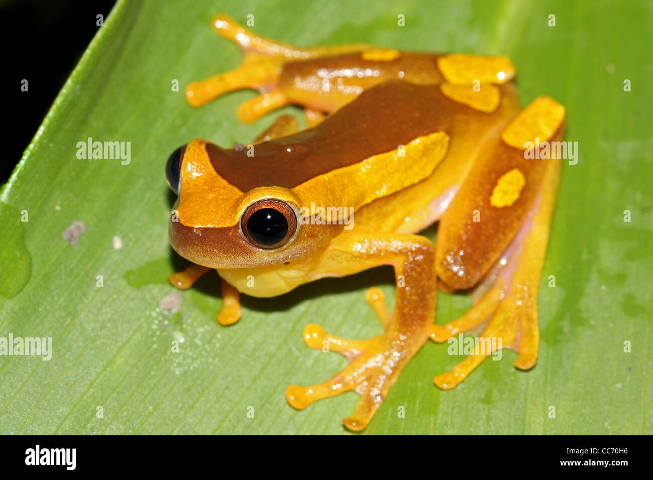Ein Clown Frosch (Dendropsophus Leucophyllatus) im peruanischen Amazonasgebiet Stockfoto