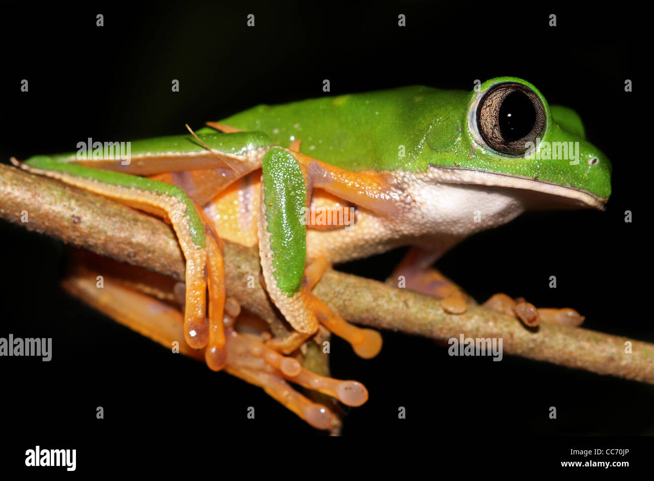 Die Super Tiger-beinigen wachsartige Affe Treefrog (Phyllomedusa Tomopterna) in den peruanischen Amazonas isoliert auf schwarz mit Textfreiraum Stockfoto