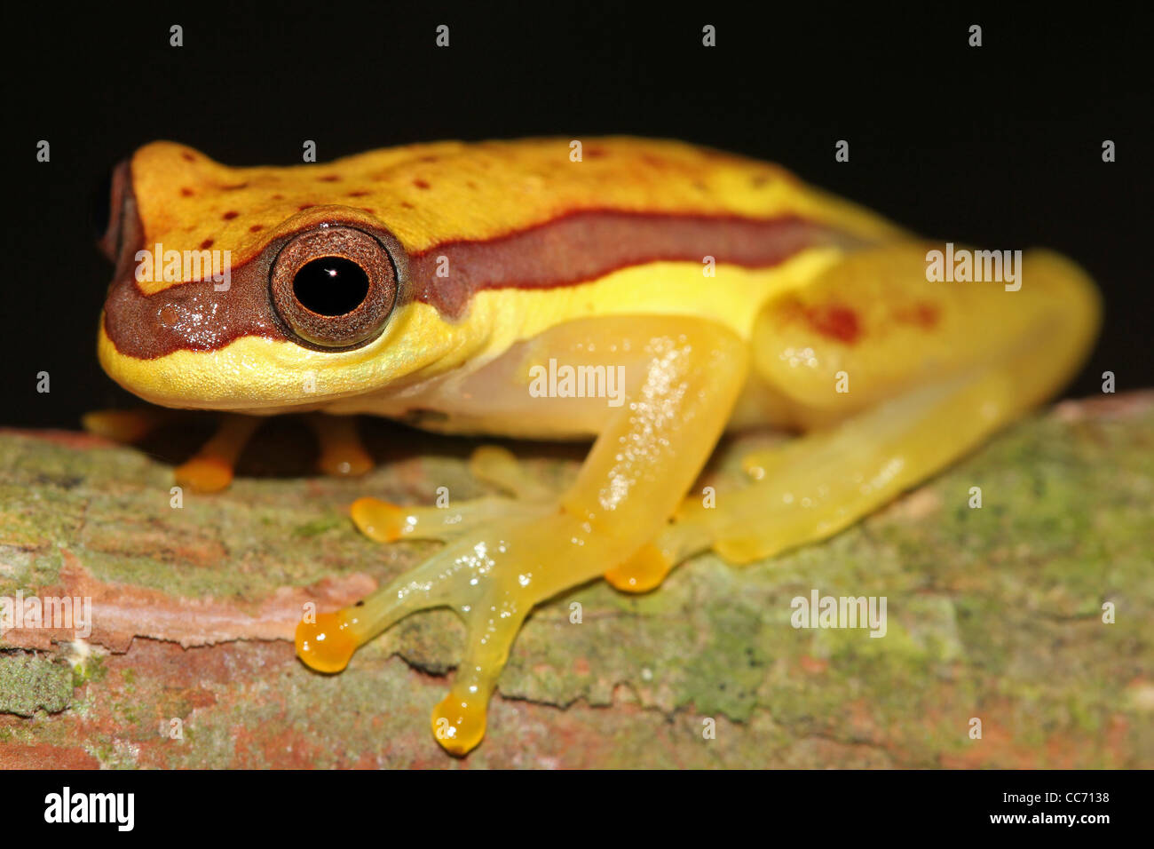 Eine niedliche rote Schürzen Treefrog (Dendropsophus Rhodopeplus) im peruanischen Amazonas isoliert mit Platz für text Stockfoto