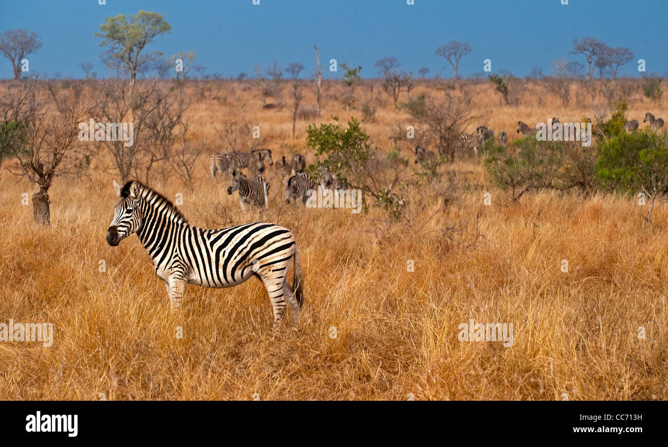 Eine Herde von Burchell Zebras in der Schlange Stockfoto