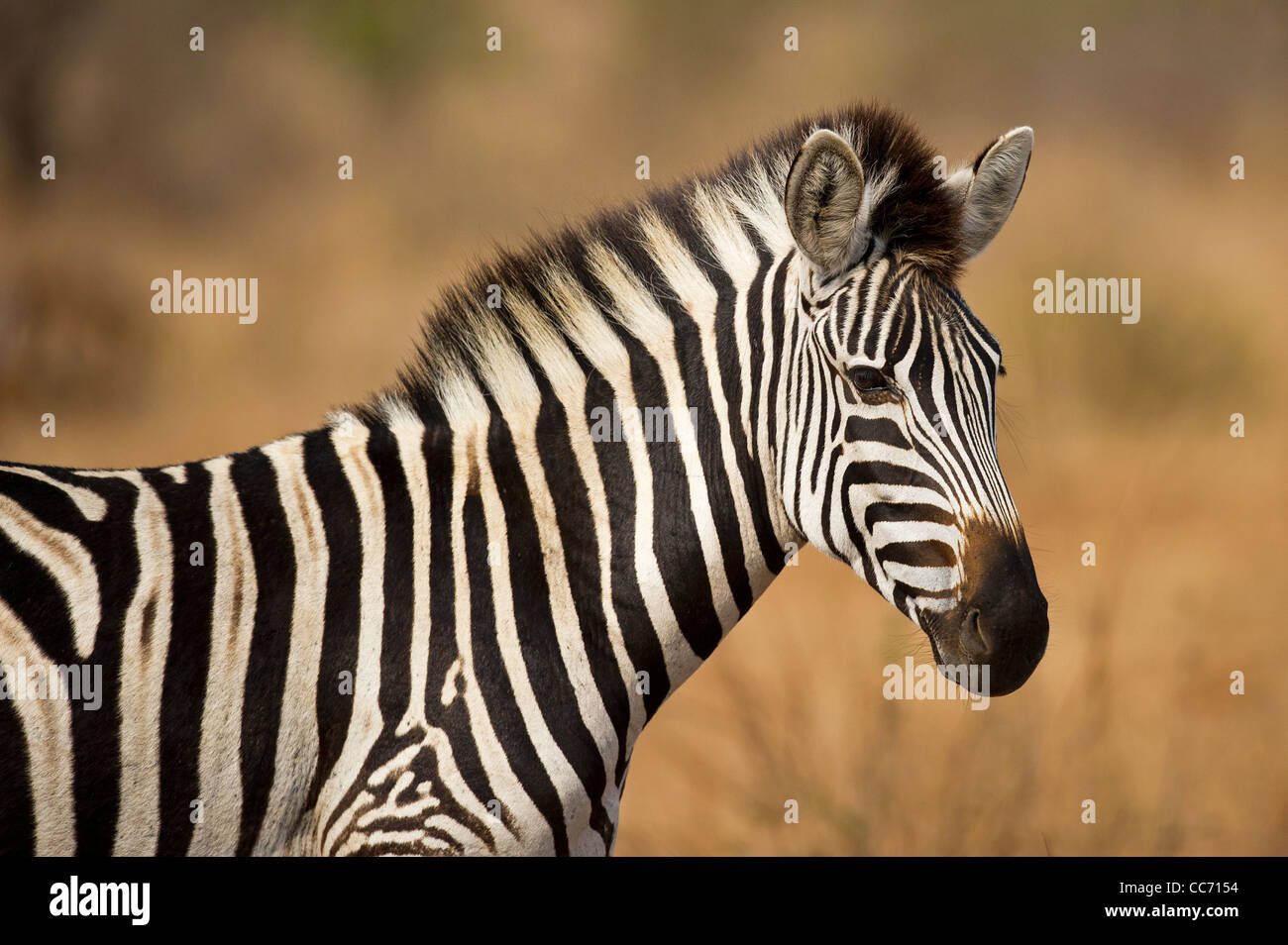 Ein Burchell-Zebra Streifen. Stockfoto