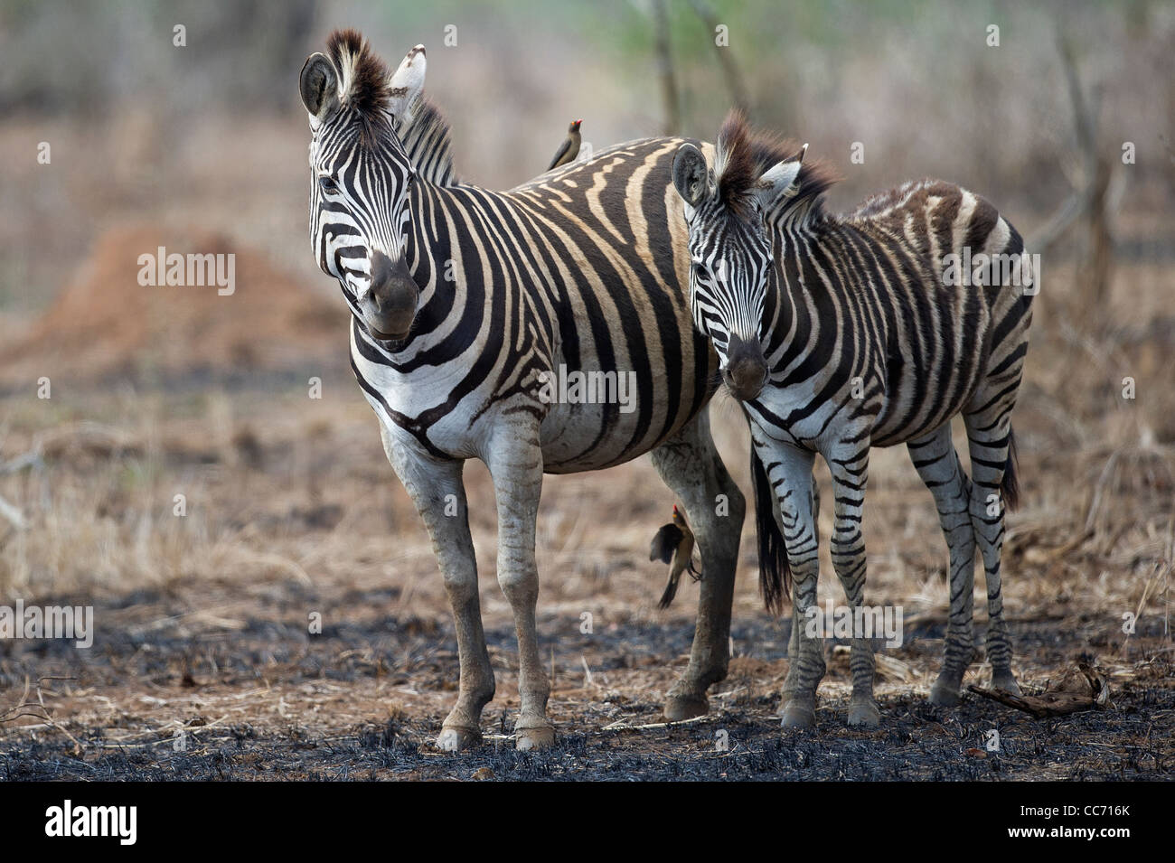 Zwei Burchell-Zebras Stockfoto