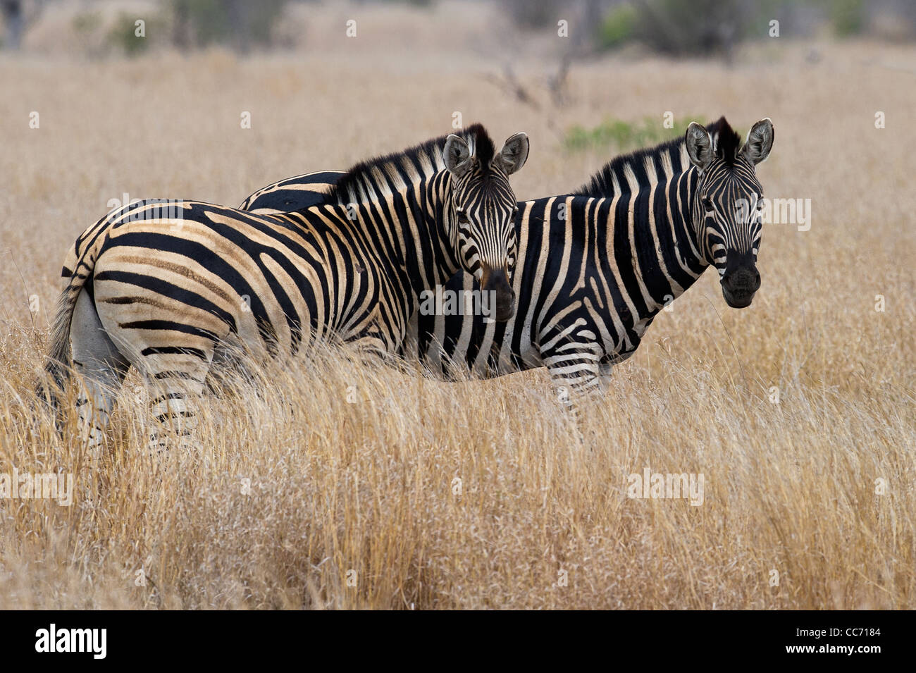 Zwei Burchell-Zebras grasen. Stockfoto