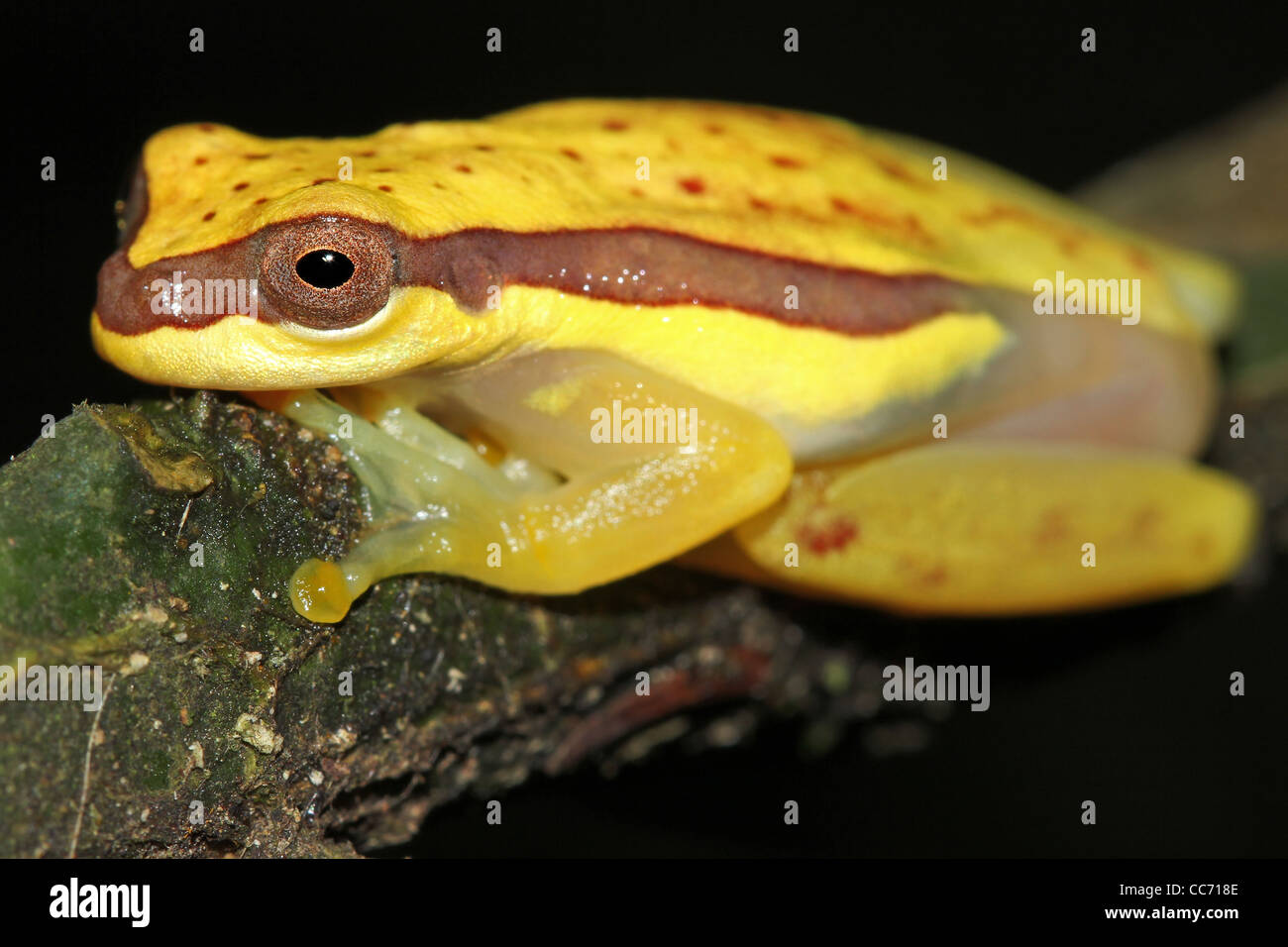 Eine niedliche rote Schürzen Treefrog (Dendropsophus Rhodopeplus) im peruanischen Amazonas isoliert mit Platz für text Stockfoto