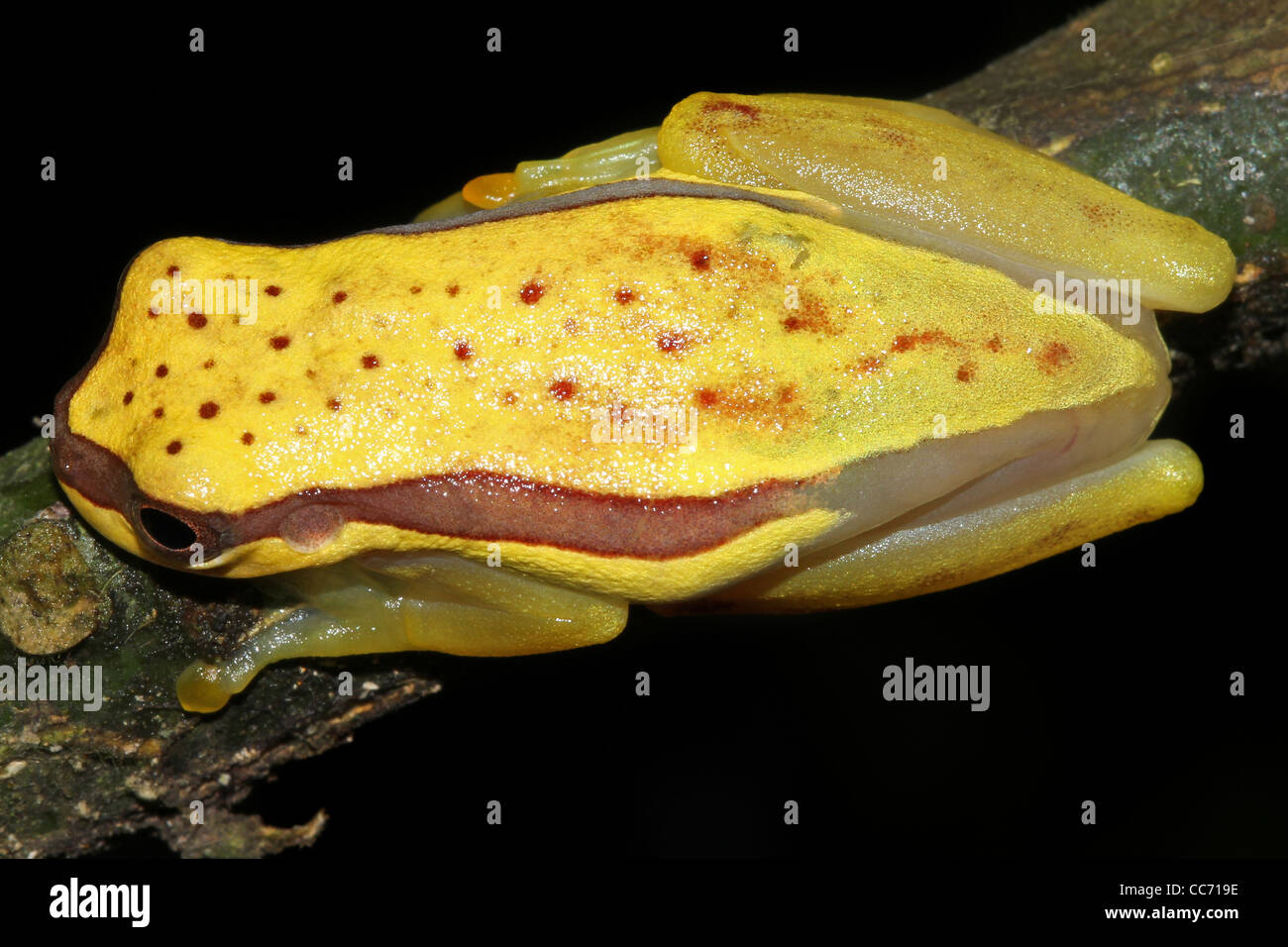 Eine niedliche rote Schürzen Treefrog (Dendropsophus Rhodopeplus) im peruanischen Amazonas isoliert mit Platz für text Stockfoto