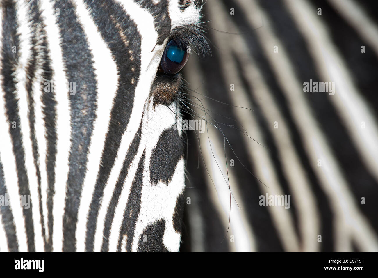 Nahaufnahme von einem Burchell-Zebra Stockfoto