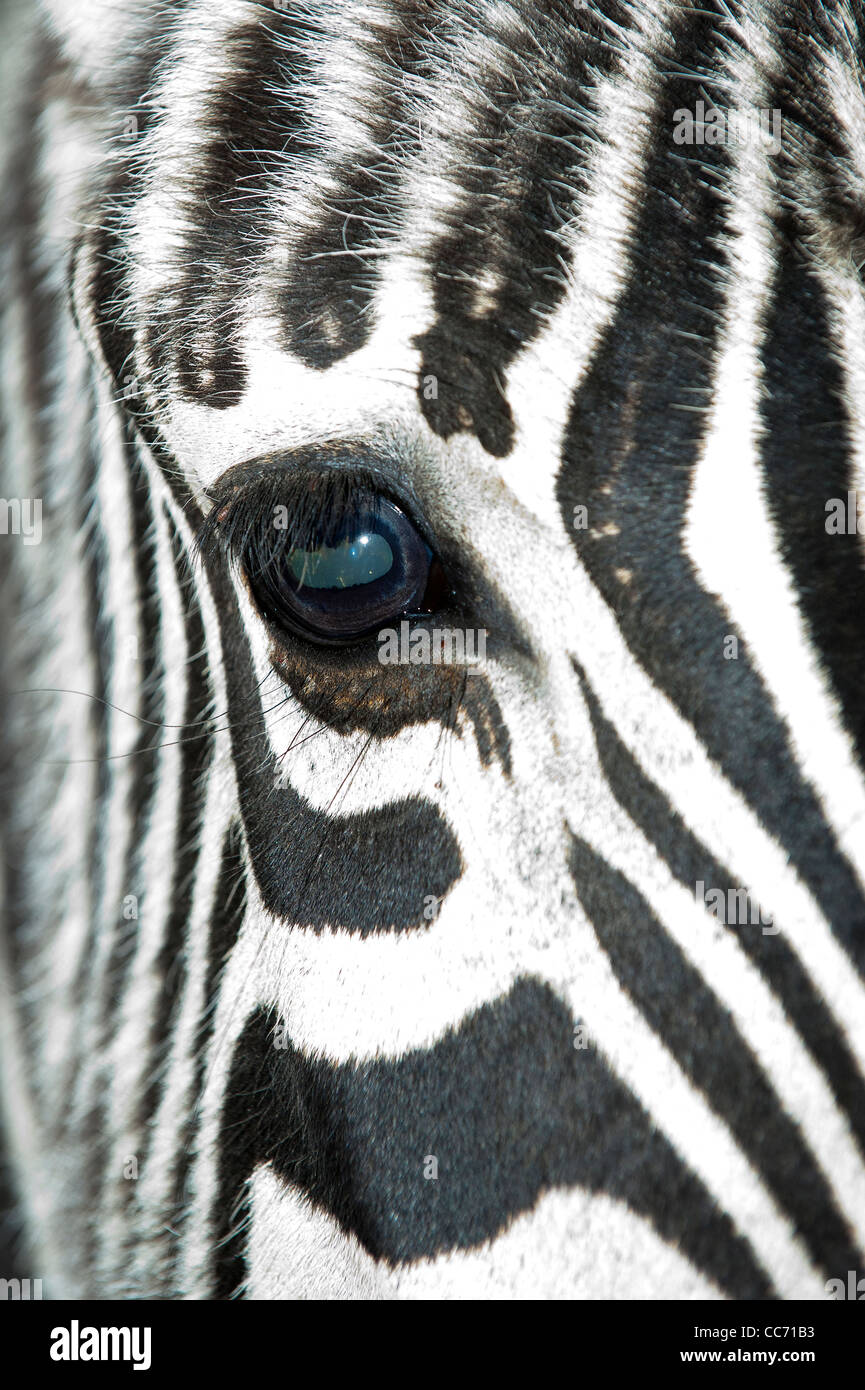 Nahaufnahme von einem Burchell-Zebra Stockfoto