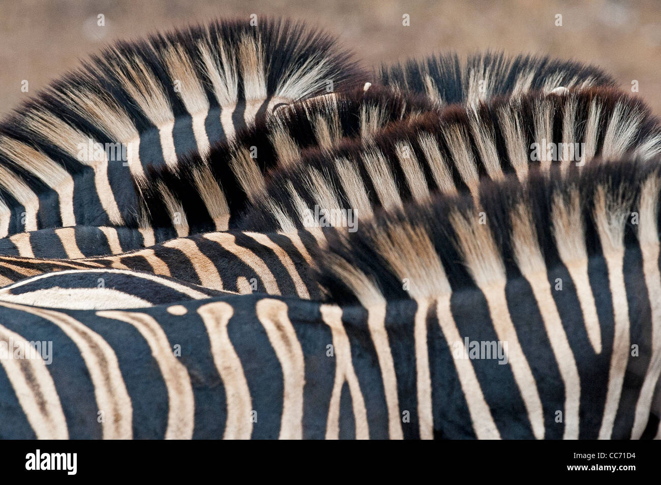 Burchell Zebras Details. Stockfoto