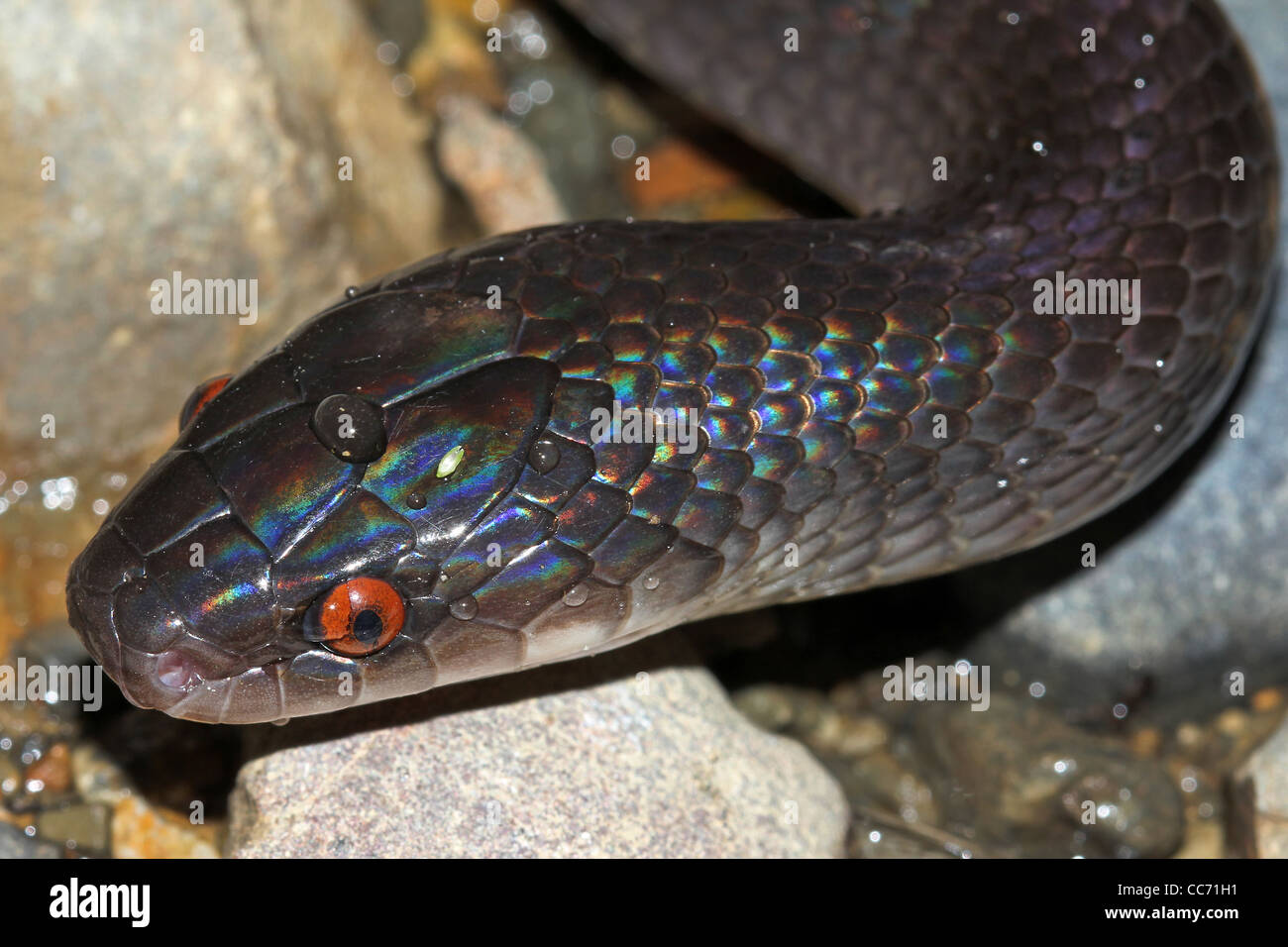 Eine lebendige falsche Korallenschlange (Oxyrhopus SP.) mit BRIGHT RED Augen im peruanischen Amazonasgebiet Stockfoto