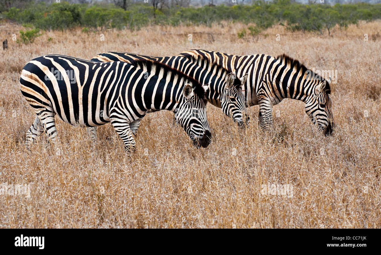 Drei Burchell-Zebras grasen. Stockfoto