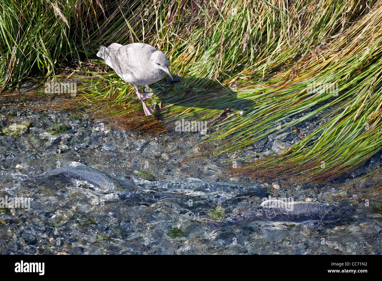 Seagull warten auf den Lachsen Eiern. Lachs laufen. Crooked Creek. Valdez. Alaska. USA Stockfoto