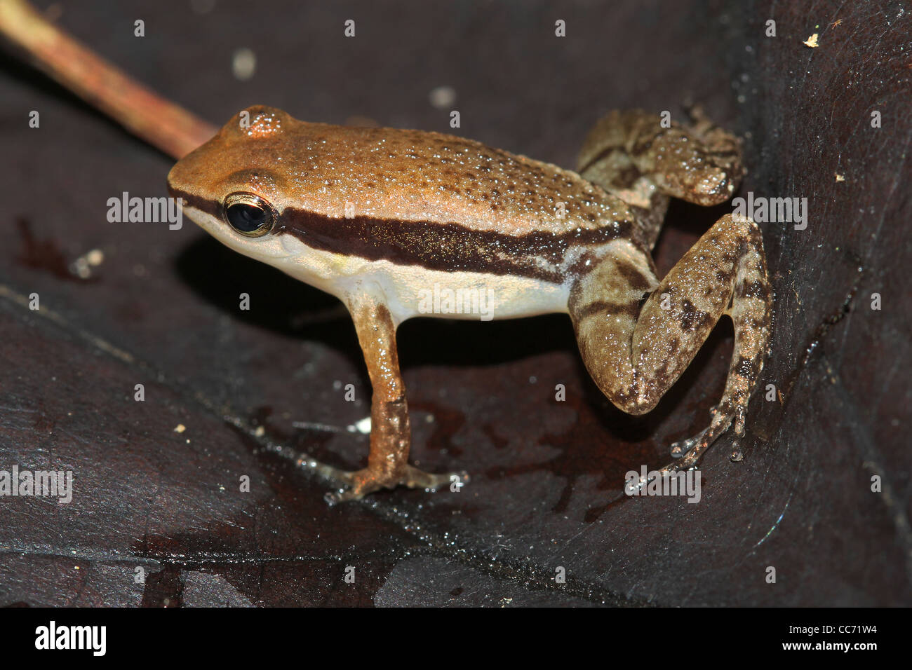 Die winzigen auffällig Poison Dart Frog (Allobates Conspicuus) im peruanischen Amazonasgebiet Stockfoto