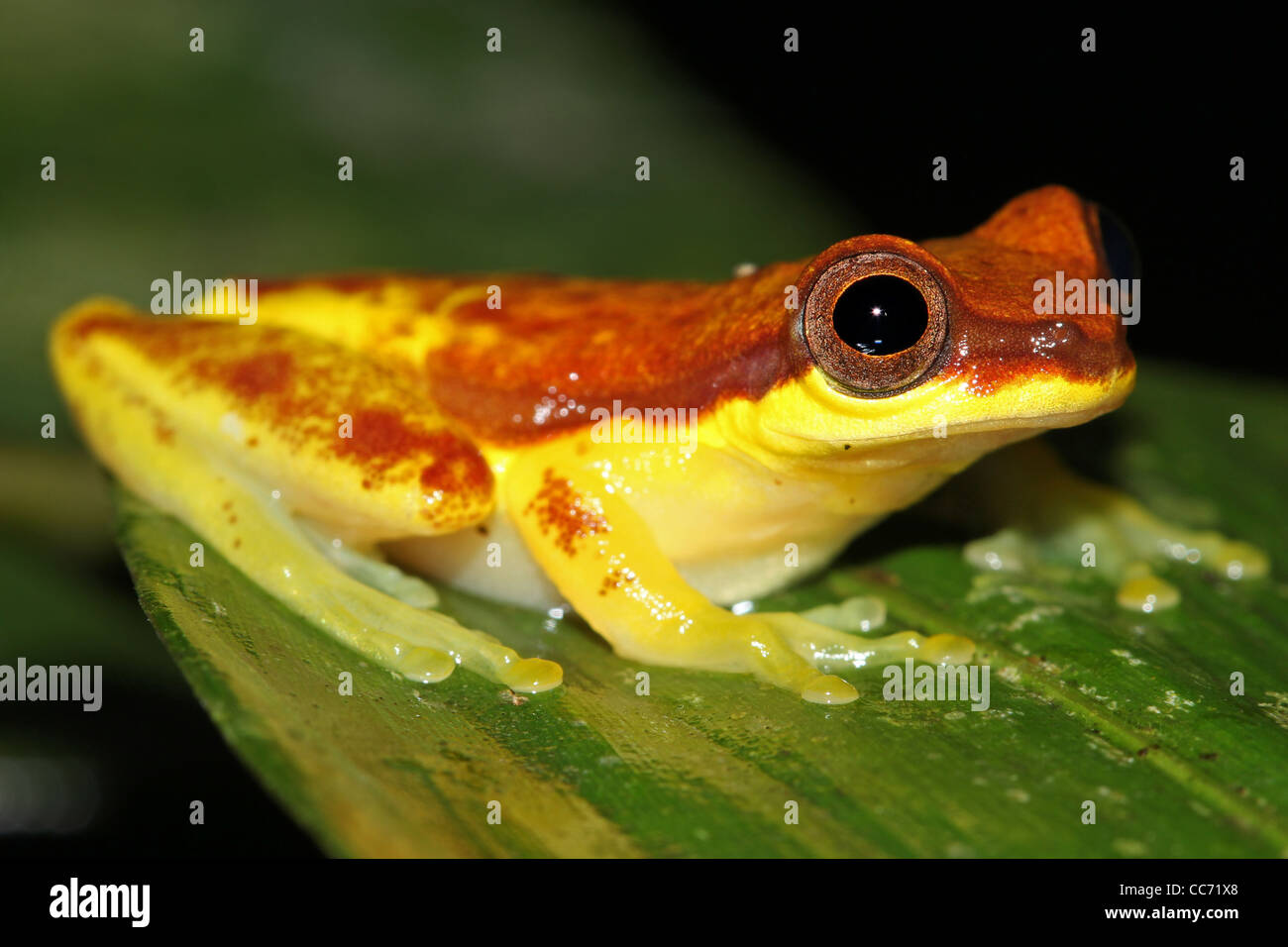 Eine niedliche rote Schürzen Treefrog (Dendropsophus Rhodopeplus) im peruanischen Amazonas isoliert mit Platz für text Stockfoto