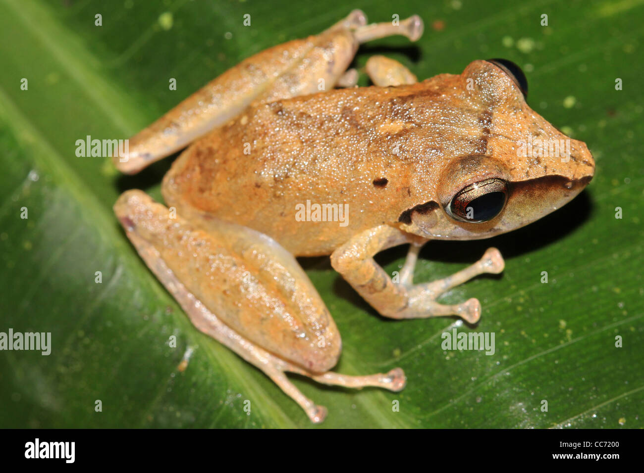 Die peruanischen Regen Frosch (Pristimantis Peruvianus) im Amazonas-Dschungel Stockfoto