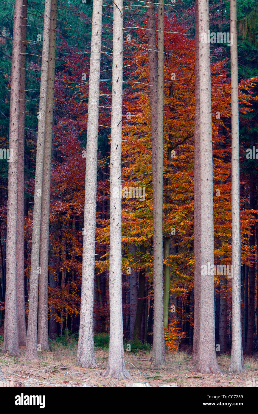 Gemeine Fichte (Picea Abies) und Buche (Fagus Sylvatica), gemischte Forstwirtschaft im Herbst Farbe, Bramwald, Niedersachsen, Deutschland Stockfoto
