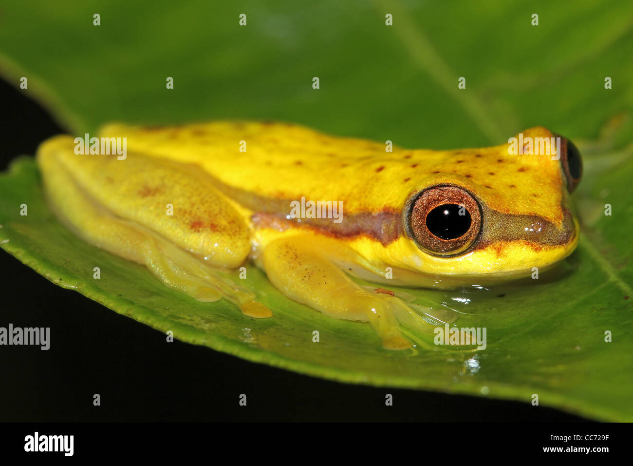 Eine niedliche rote Schürzen Treefrog (Dendropsophus Rhodopeplus) im peruanischen Amazonas isoliert mit Platz für text Stockfoto