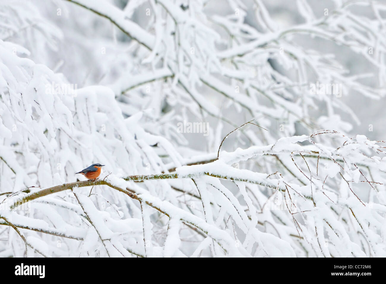 Eurasische Kleiber (Sitta Europaea) sitzen im Schnee bedeckt Baum im Winter, Niederlande Stockfoto