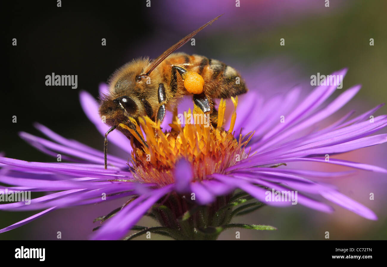 Honig Biene Blütenstaub Sack neue England Aster Blume Stockfoto