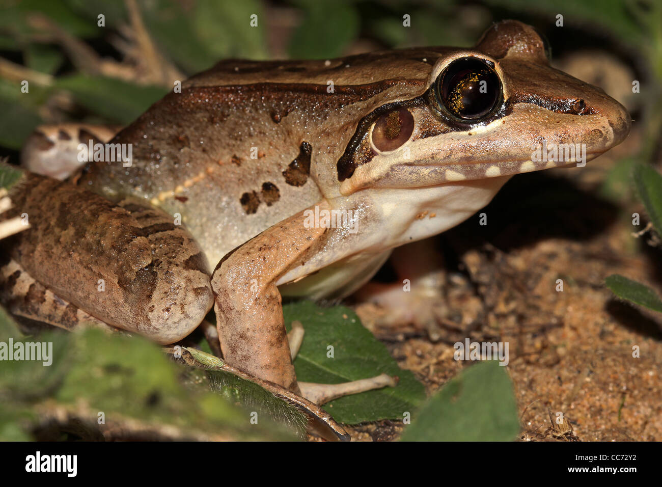 Der bolivianische Toad-Frosch (Leptodactylus Bolivianus) im peruanischen Amazonasgebiet Stockfoto
