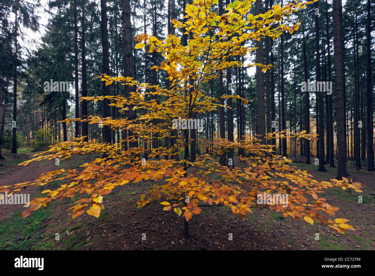 Buche (Fagus Sylvatica), im Herbst Farbe, stehend in der Fir Monokultur Forstwirtschaft, Niedersachsen, Deutschland Stockfoto