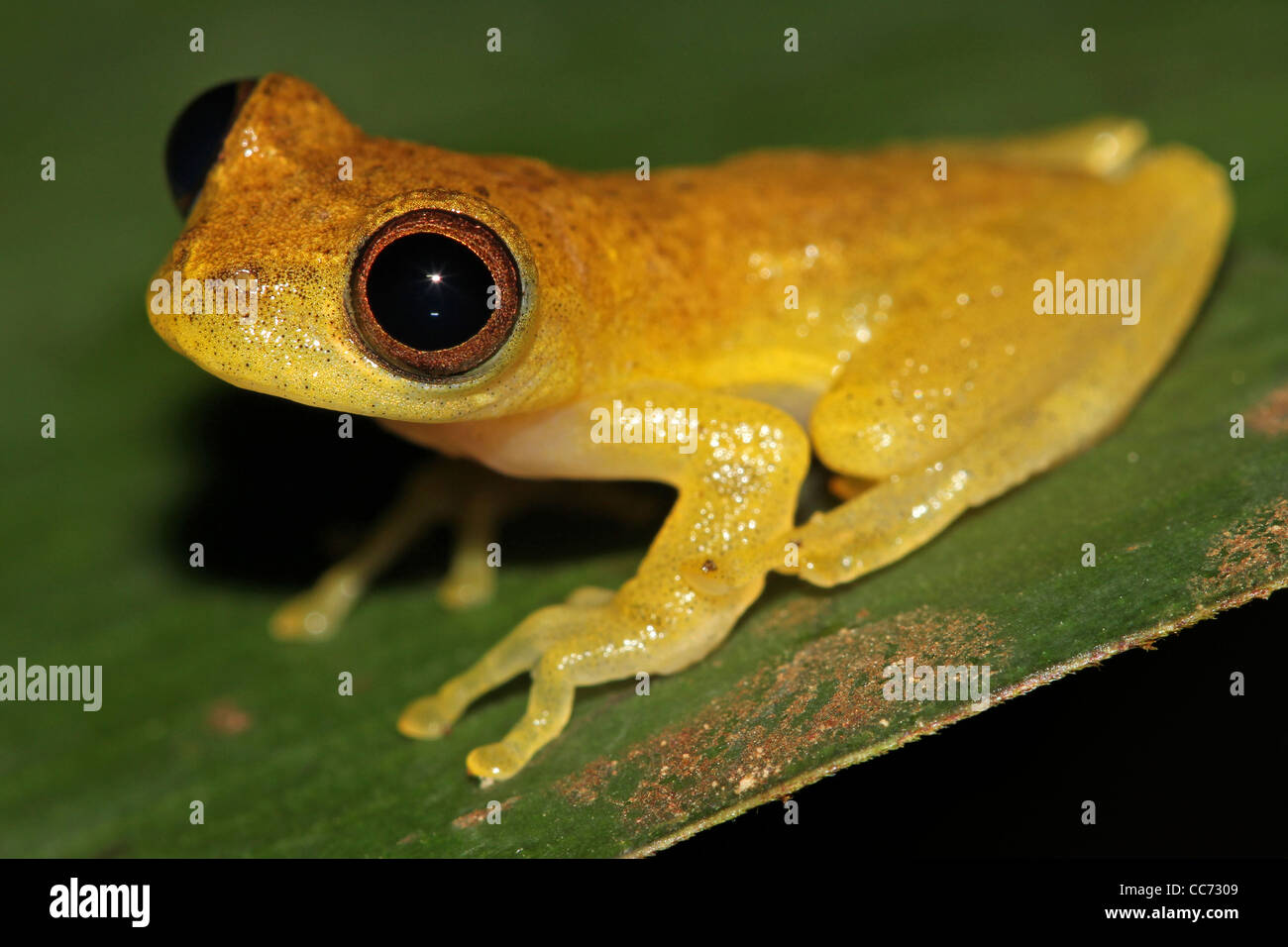 Ein geringerer Treefrog (Dendropsophus Minutus) im peruanischen Amazonasgebiet Stockfoto