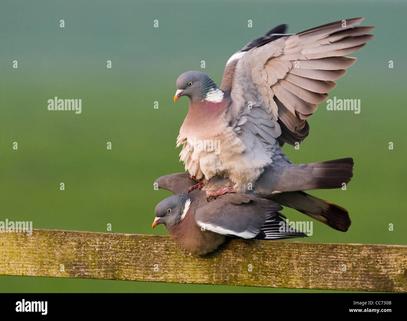 Gemeinsamen Ringeltauben (Columba Palumbus) Paarung auf Holzzaun im Frühjahr, die Niederlande Stockfoto