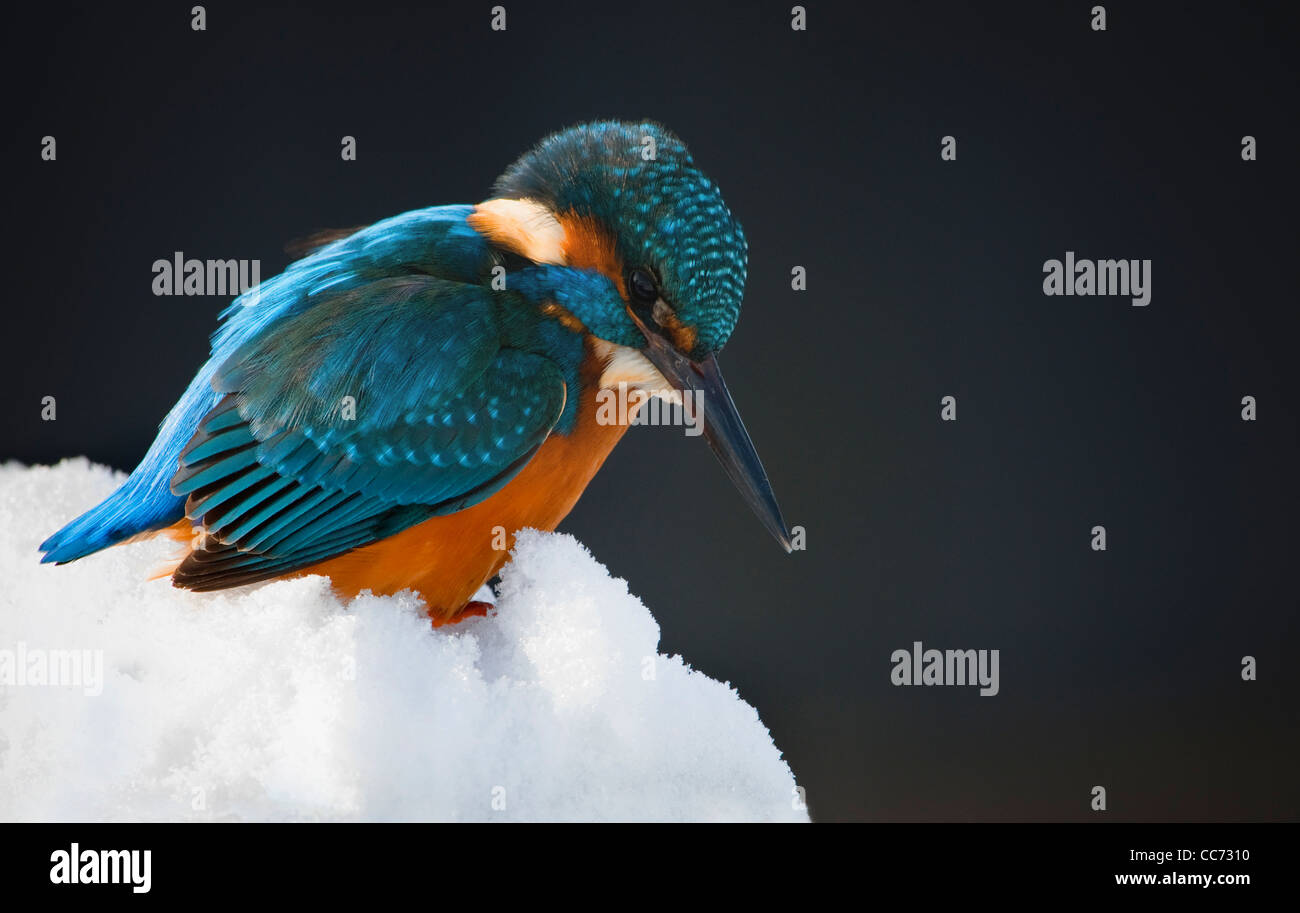 Porträt des eurasischen / Eisvogel (Alcedo Atthis) thront im Schnee im Winter Stockfoto