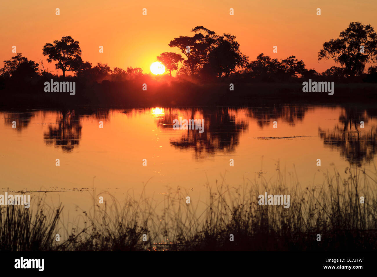 Dominierende Farbe orange bei typischen Sonnenuntergang im Okavango-delta Stockfoto