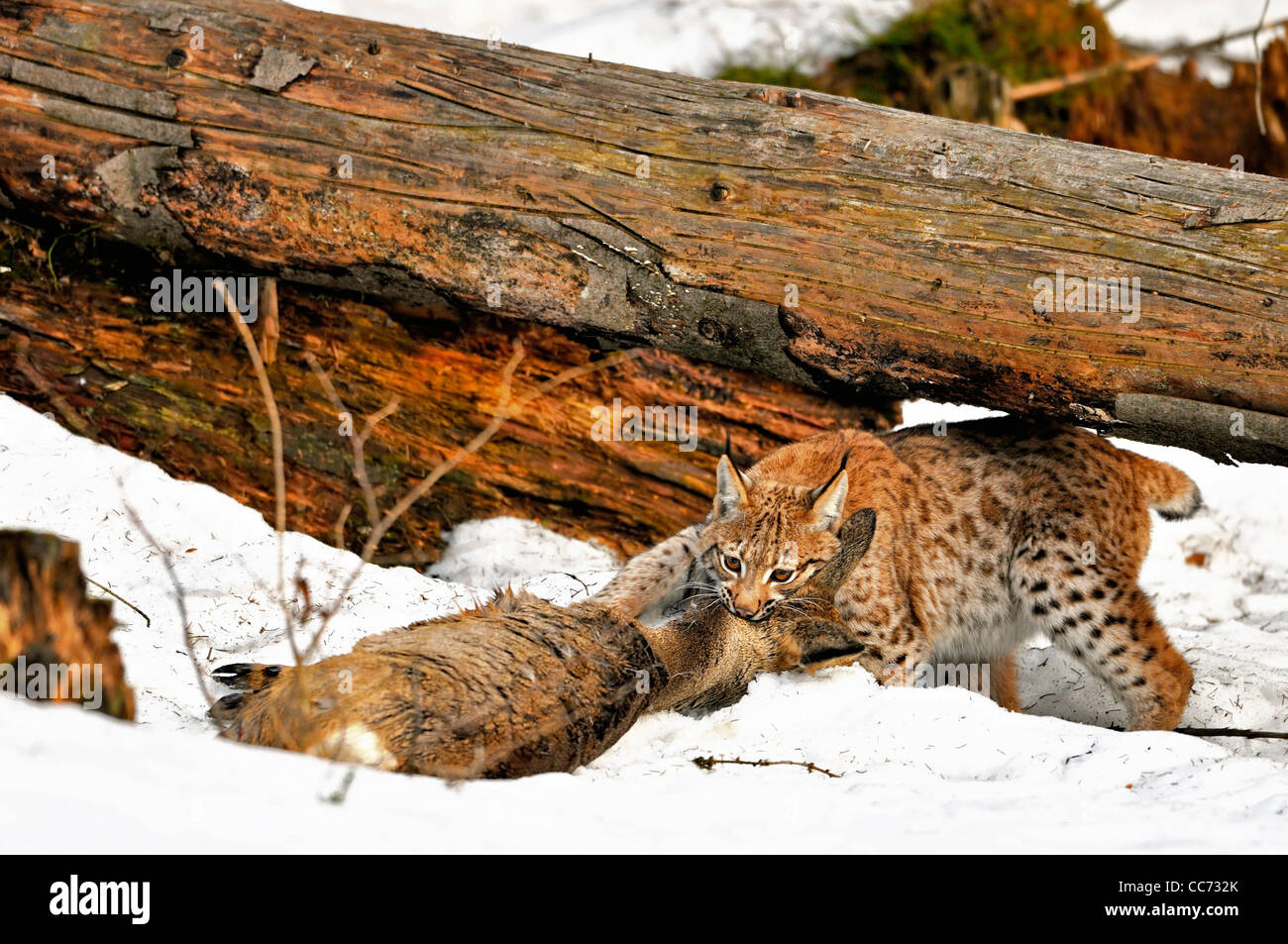 Eurasischer Luchs (Lynx Lynx) ziehen getötet Rehe unter Baumstamm im Schnee im winter Stockfoto