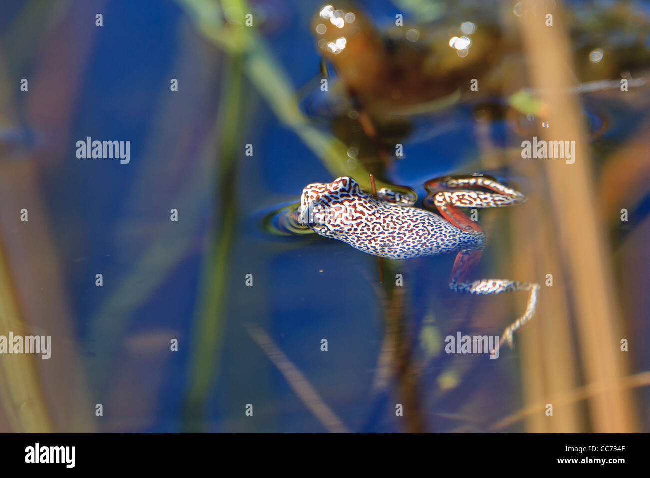 Angolanische Reed Frosch oder Reed-Frosch gemalt hat die Fähigkeit, Farbwechsel durch Erweiterung oder contracting Pigmente in den Zellen. Stockfoto