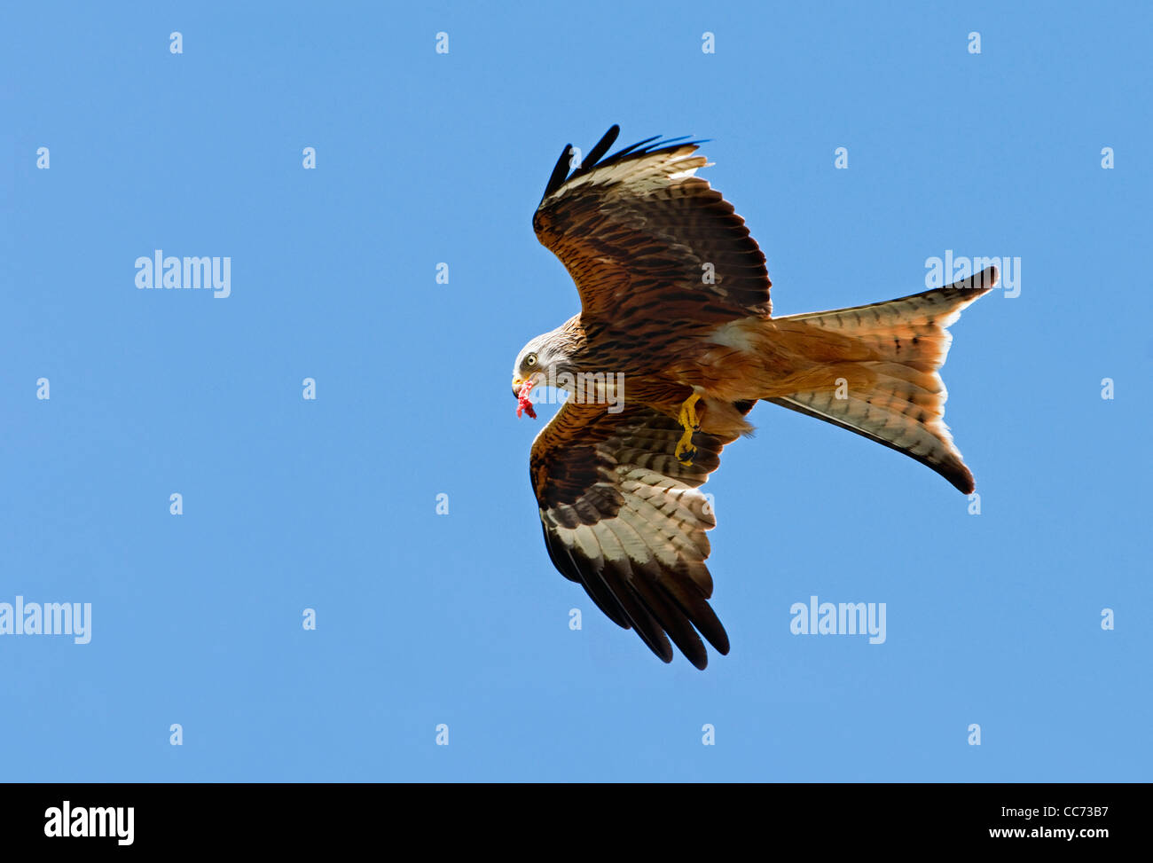 Rotmilan (Milvus Milvus) während des Fluges mit Fleisch im Schnabel, UK Stockfoto