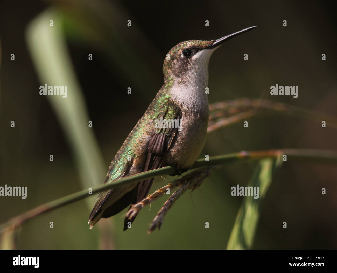 Rubin-throated Kolibri großen blauen Stamm Rasen Stockfoto