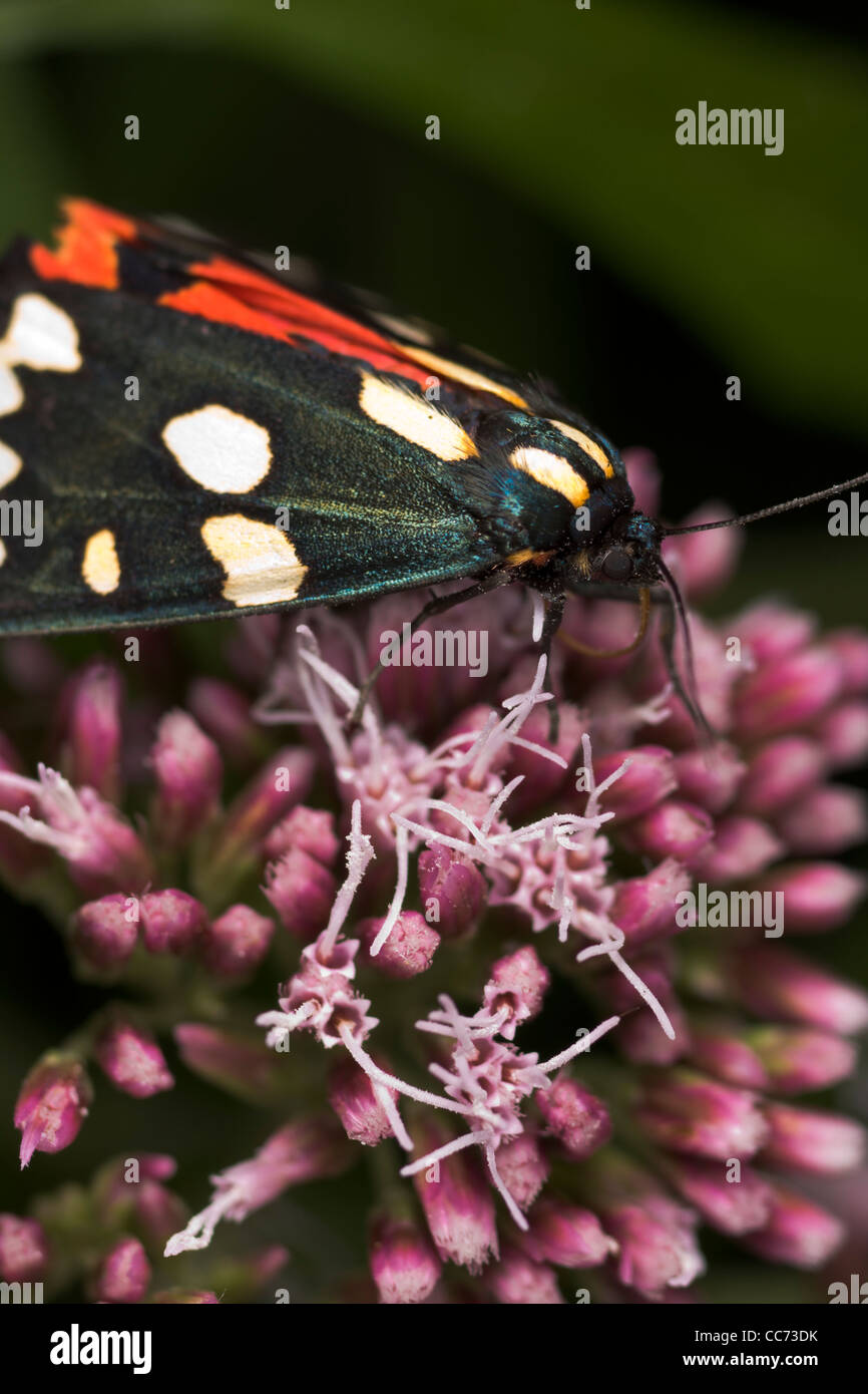 Scharlachrote Tiger Moth (Art Dominula) Stockfoto