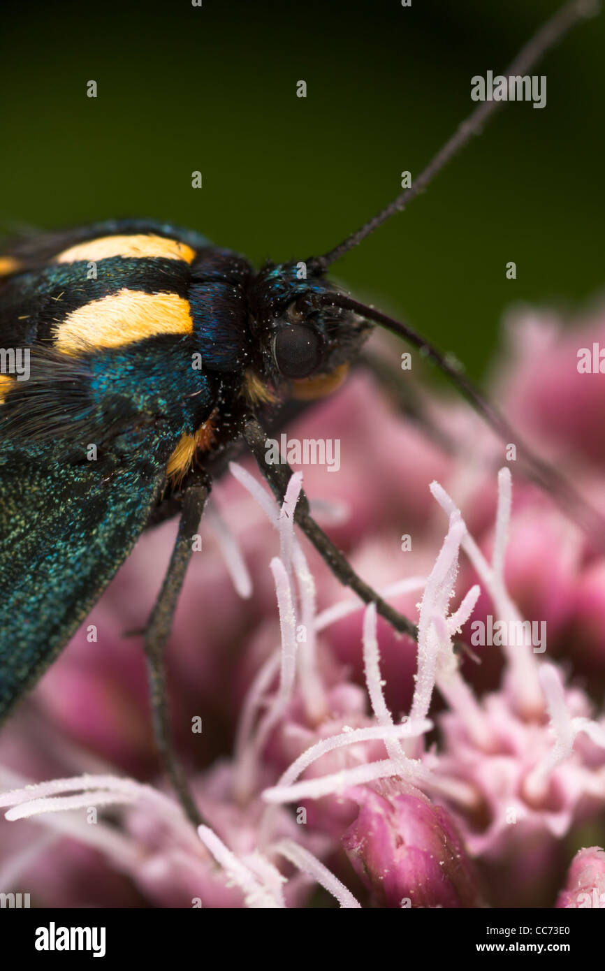 Scharlachrote Tiger Moth (Art Dominula) Stockfoto