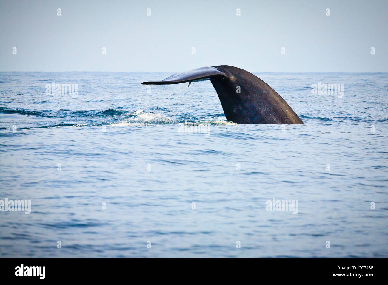 Der blaue Wal Schweif Verletzung der Oberfläche im Indischen Ozean Stockfoto