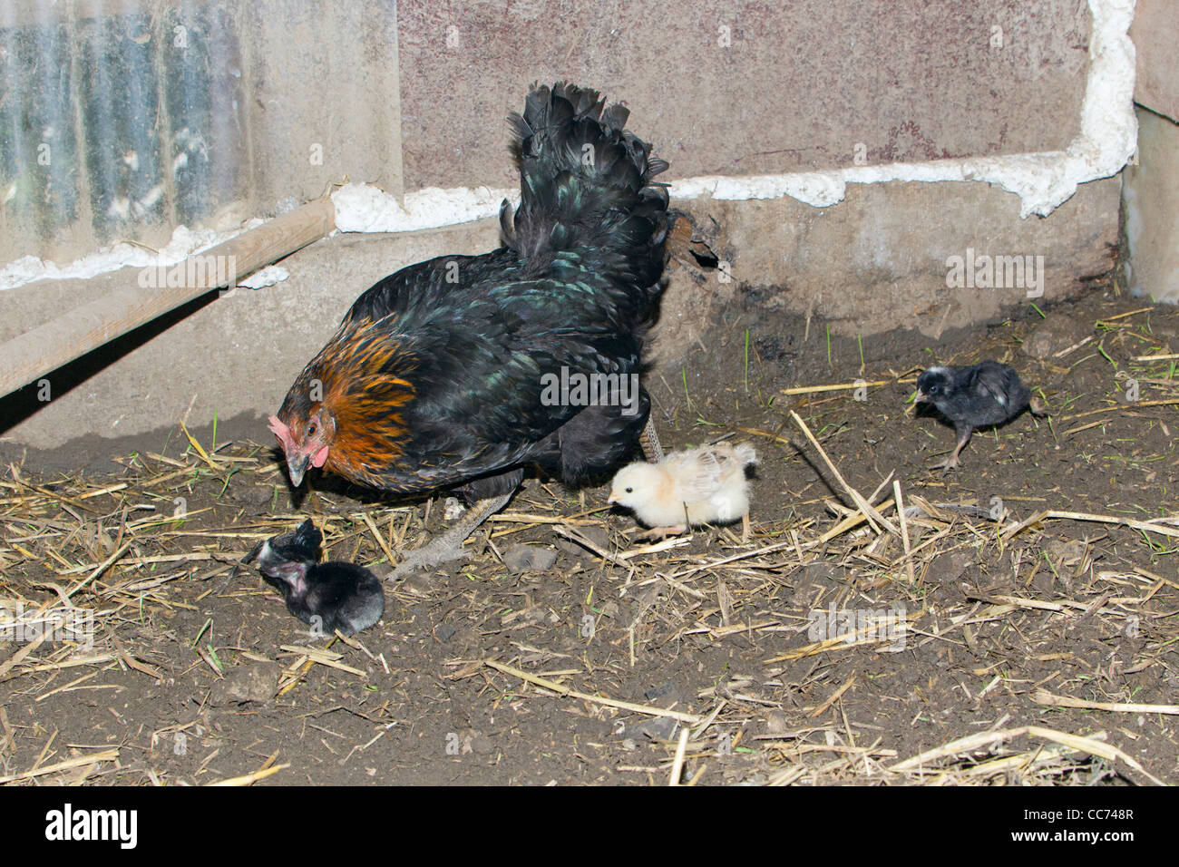 Henne mit Küken, Freilandhaltung, auf der Suche nach Nahrung in Huhn Schuppen, Niedersachsen, Deutschland Stockfoto