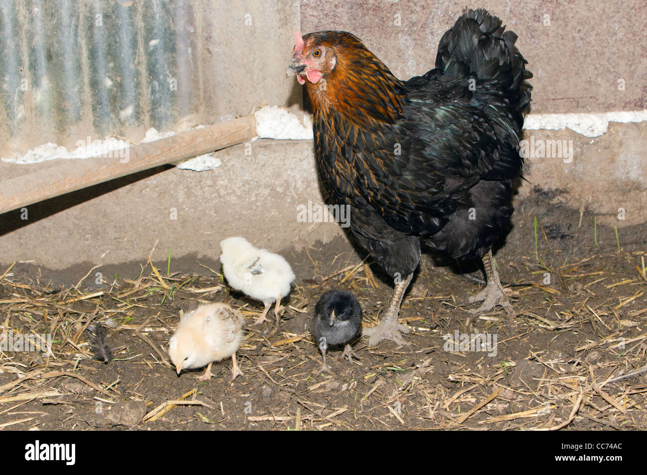 Huhn, Küken, Essen Wurm in Huhn Schuppen, Niedersachsen, Deutschland Stockfoto