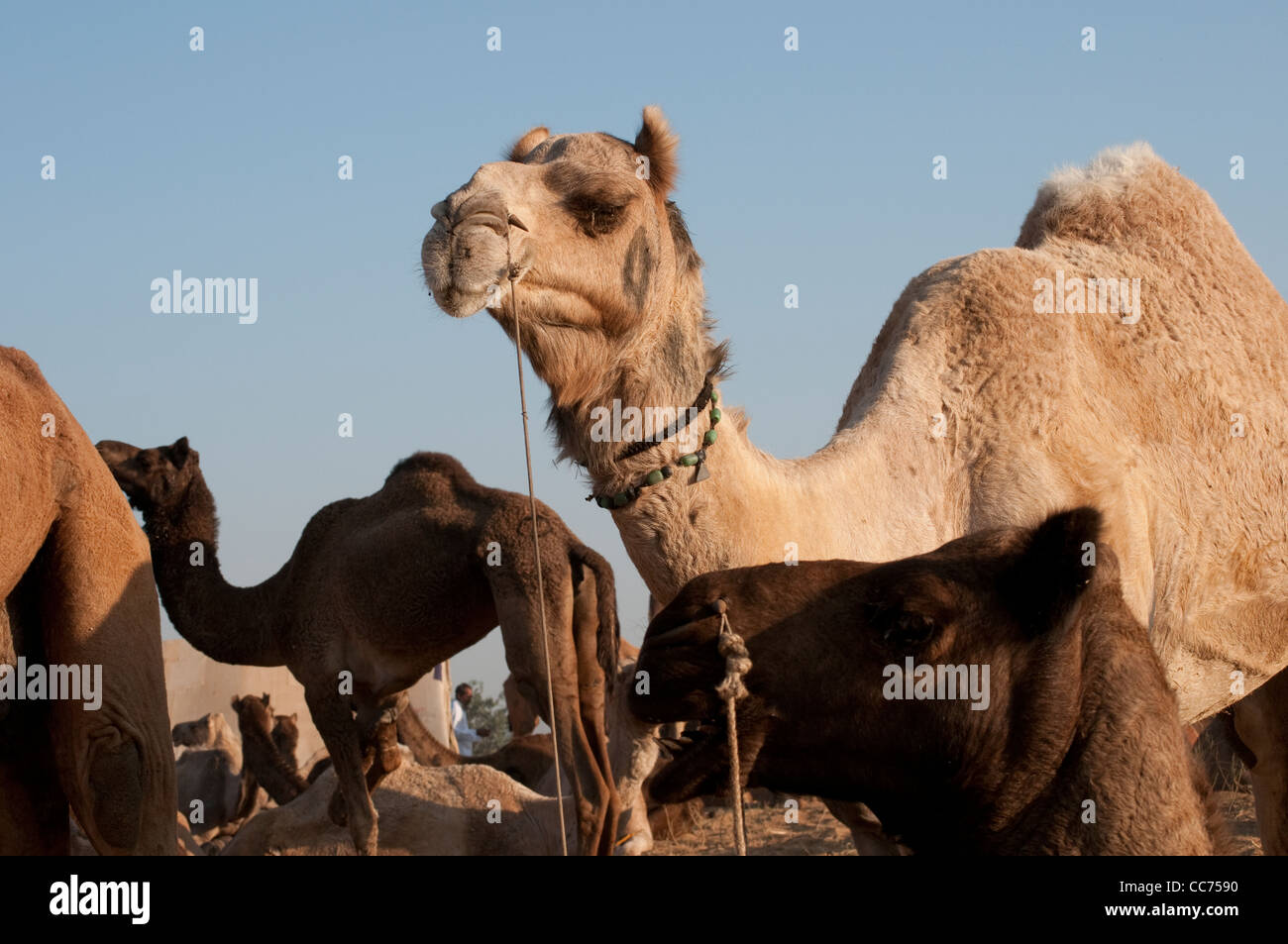 Kamel Messe, Pushkar, Rajasthan, Indien Stockfoto