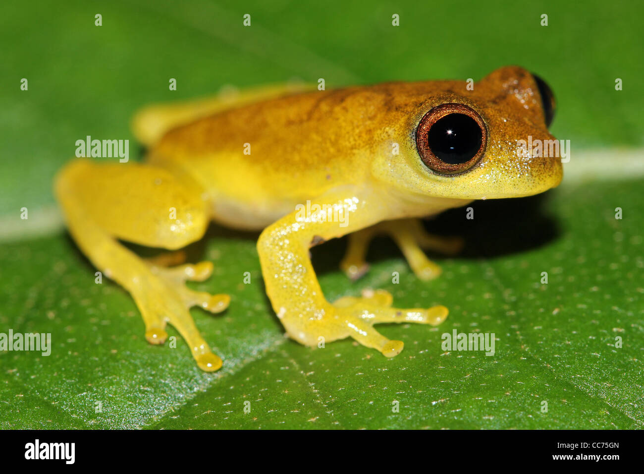 Ein geringerer Treefrog (Dendropsophus Minutus) im peruanischen Amazonasgebiet Stockfoto