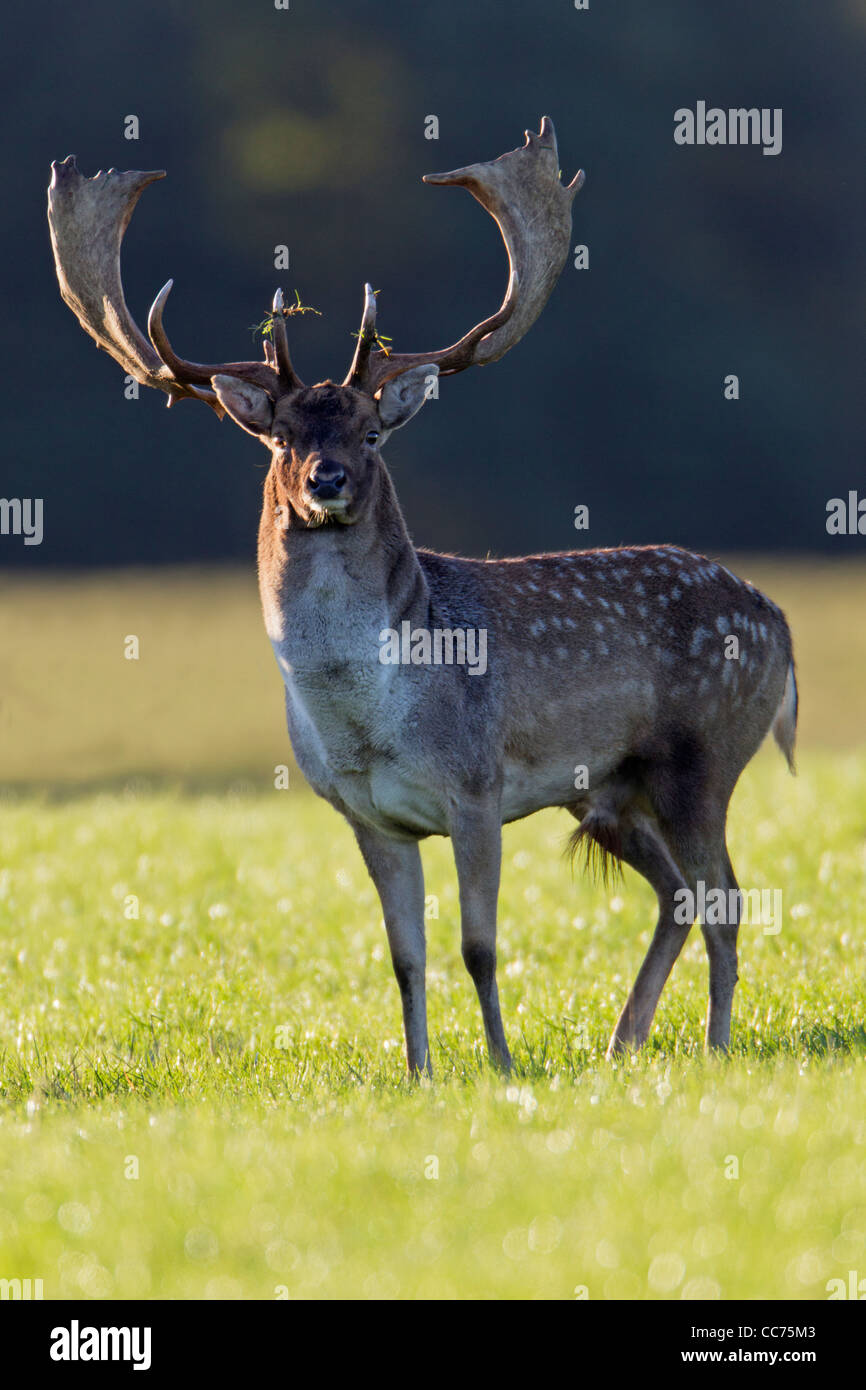 Damhirsch (Dama Dama), Buck während der Brunft, Royal Deer Park, Klampenborg, Kopenhagen, Seeland, Dänemark Stockfoto
